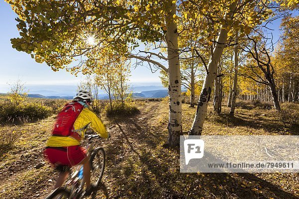 A woman riding a mountain bike through a yellow Aspen tree forest in the fall season.