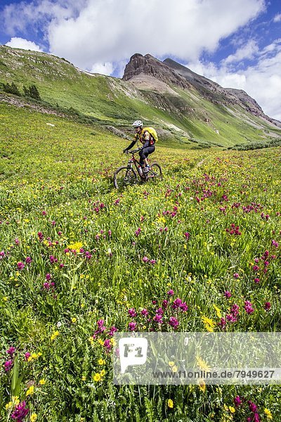 A mountain biker riding on a trail through a mountain meadow full of flowers.