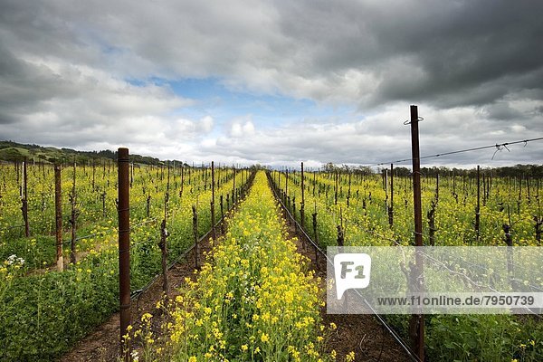 nahe  Blume  Wein  Tal  Kalifornien  Healdsburg  California  Senf  Sonoma  Weinberg