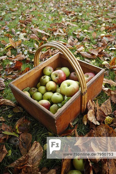 Korb Rasen Herbst Apfel
