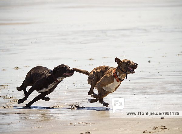 Two dogs chase each other at a beach.