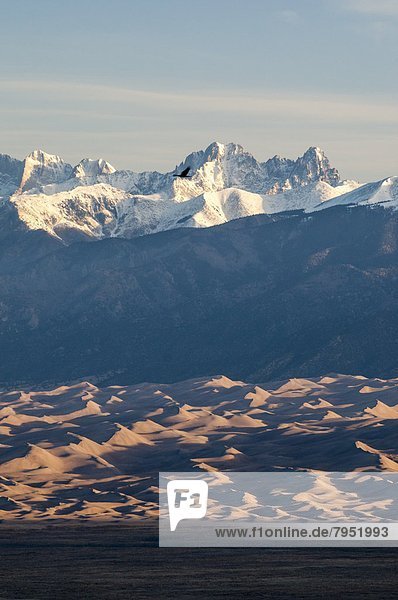 Bird soaring in front snowy peaks and the Great Sand Dunes National Park  Rio Grande National Forest  Alamosa  Colorado.