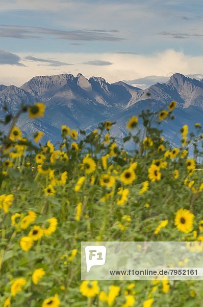 Einkaufszentrum  Berg  Tal  Sonnenblume  helianthus annuus  unterhalb  Colorado