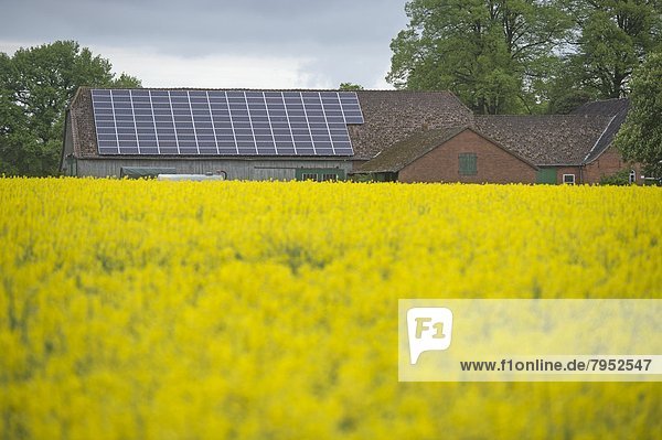 Bauernhaus Feld anpflanzen Biotreibstoff Sonnenenergie Raps Brassica napus alt Stärke