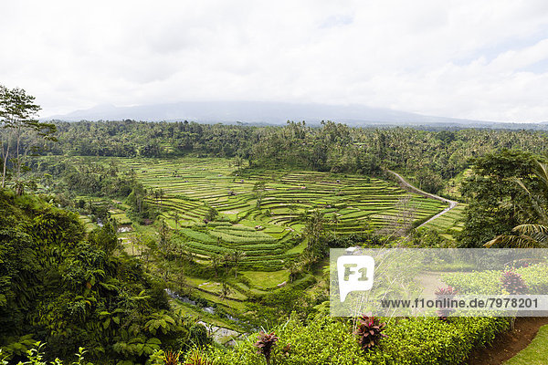 Indonesien  Blick auf Reisfelder bei Lereng Agung