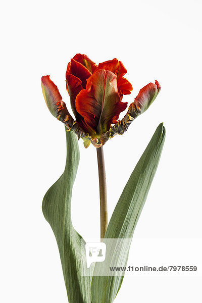 Red and green tulip flower against white background  close up