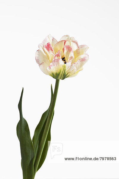 White tulip flower against white background  close up