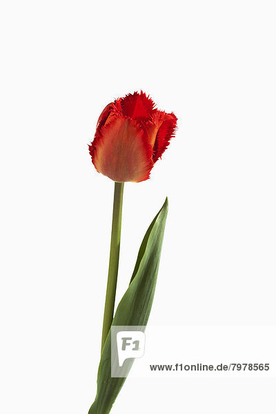 Red tulip flower against white background  close up