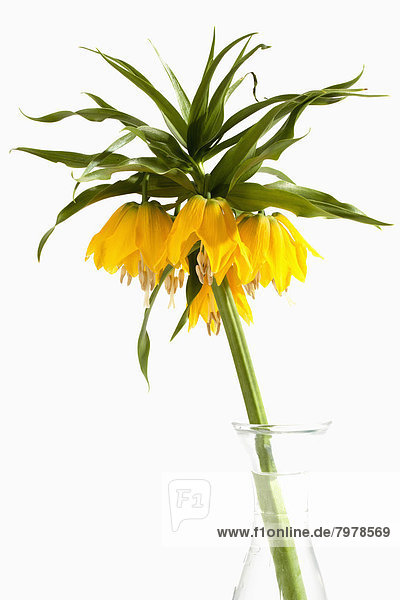 Crown imperial flower against white background  close up
