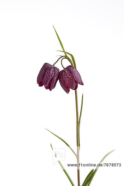 Fritillaria meleagris flowers against white background  close up