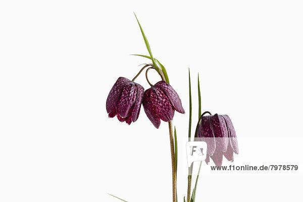 Fritillaria meleagris flowers against white background  close up