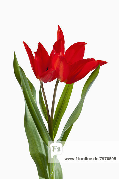 Red tulip flowers against white background close up