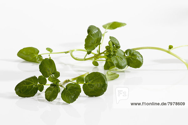 Watercress herbs on white background  close up