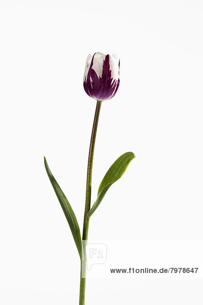 Violet and white tulip flower against white background  close up