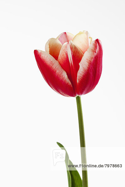 Red and white tulip flower against white background  close up