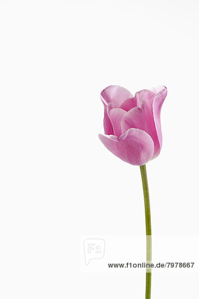 Pink tulip flower against white background  close up