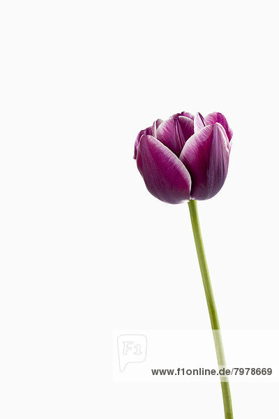 Violet tulip flower against white background  close up