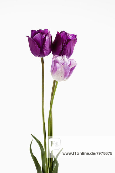 Violet tulip flowers against white background  close up