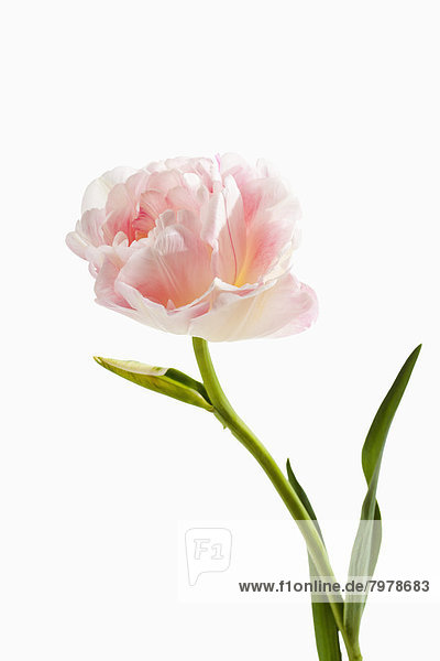 Pink and white tulip flower against white background  close up