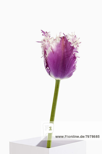 Potted plant of violet fringed tulip flower against white background  close up