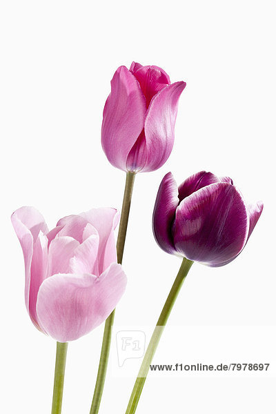 Pink and violet tulip flowers against white background  close up