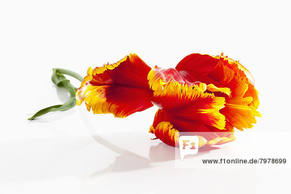 Fringed red tulip flower on white background  close up