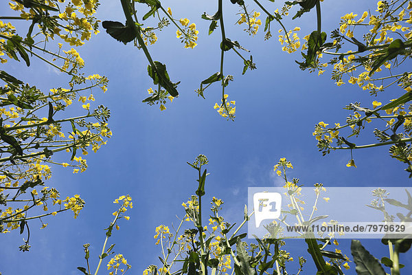 Germany,  View of rape flower against sky,  close up
