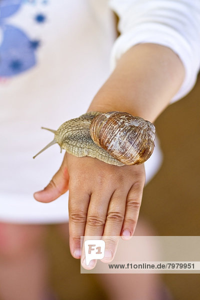 Burgundy snail on hand of girl