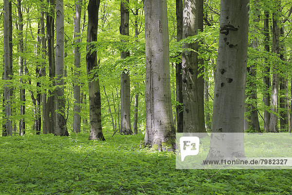 Deutschland  Thüringen  Blick auf den Frühlingswald mit Buche