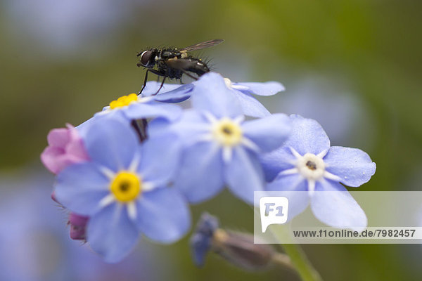 Deutschland  Fly on forget me not flowers  close up