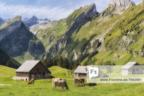 Schweiz  Kühe grasen mit Hüttenhaus
