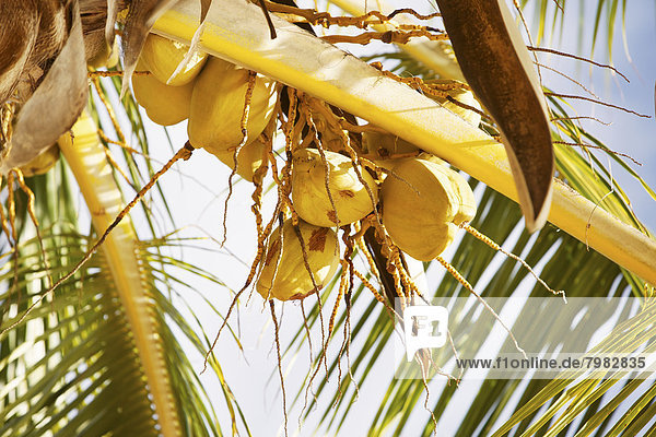 USA  Hawaii  Kokosnüsse auf Palme