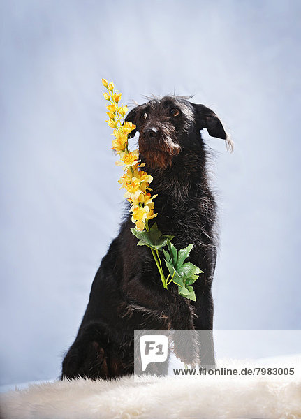 Deutschland  Baden Württemberg  Mischlingshund mit Blumen auf Teppich  Nahaufnahme