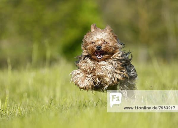 Deutschland  Baden Württemberg  Yorkshire Terrier auf Rasen laufend