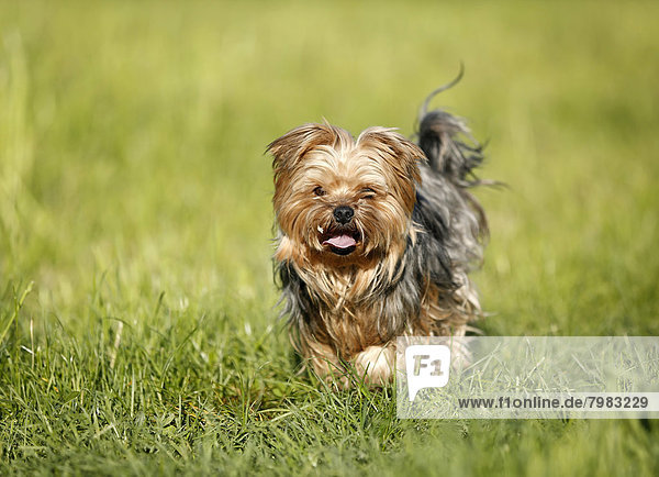 Deutschland  Baden Württemberg  Yorkshire Terrier auf Gras