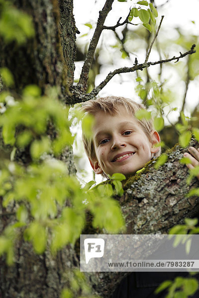 Germany  Baden Wuerttemberg  Portrait of boy climbing on tree  smiling
