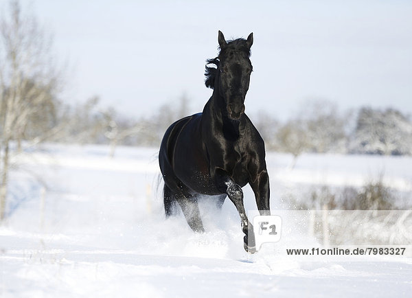 Deutschland  Baden Württemberg  Schwarzes Pferd läuft im Schnee