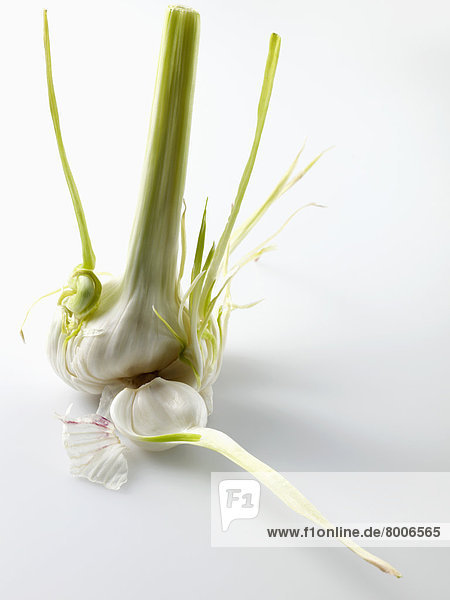 Frischer Knoblauch
