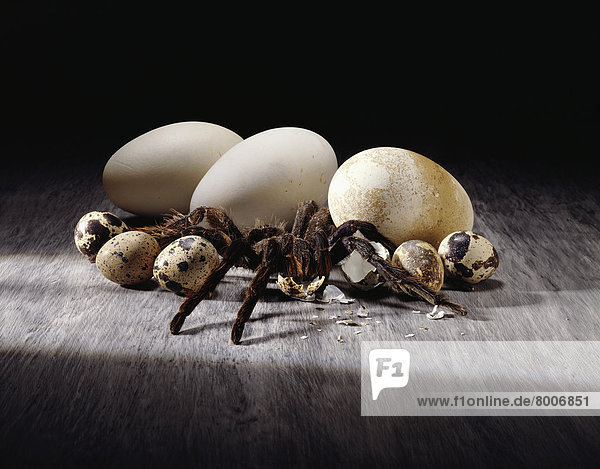 Tarantula eggs