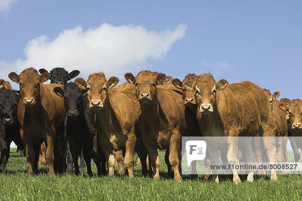Herde Herdentier jung Limousin