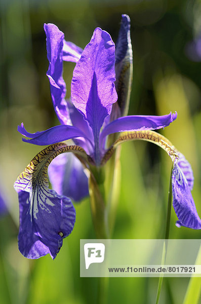 Sibirische Iris (Iris sibirica)