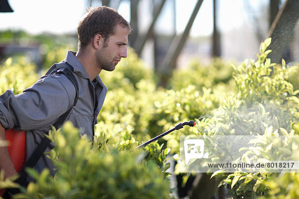 Junger Mann spritzt Pestizid in der Gärtnerei
