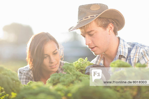 Weibliche und männliche Arbeiter beim Gemüseanbau auf dem Bauernhof