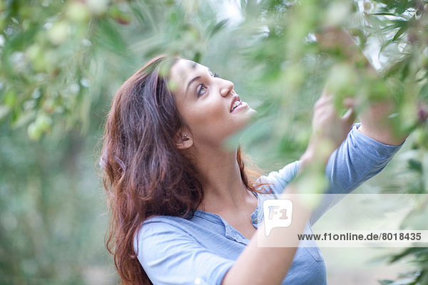 Woman picking olives in olive grove