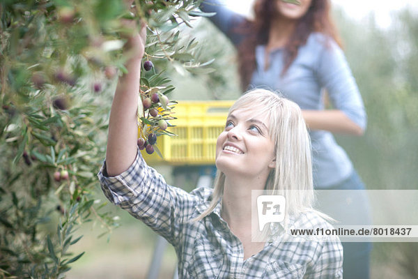 Woman picking olives in olive grove