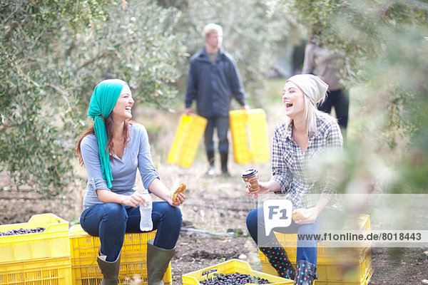 Frauen sitzen auf Kisten und machen eine Pause im Olivenhain.