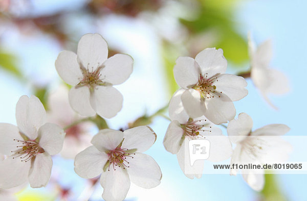 Nahaufnahme der weißen Kirschblüte  Prunus serrulata