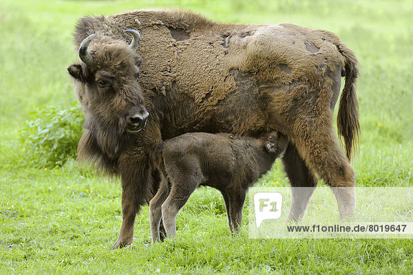 Wisent  Europäischer Bison (Bison bonasus)  Wisentkuh säugt Kalb  captive