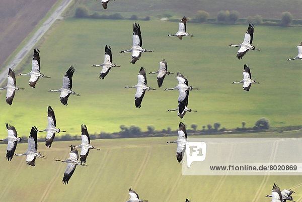 Aerial view  Cranes (Grus grus) in flight
