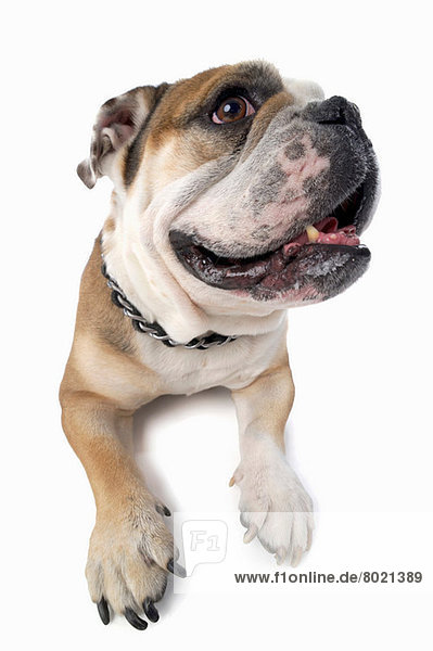 Studio-Porträt der abgelenkten englischen Bulldogge